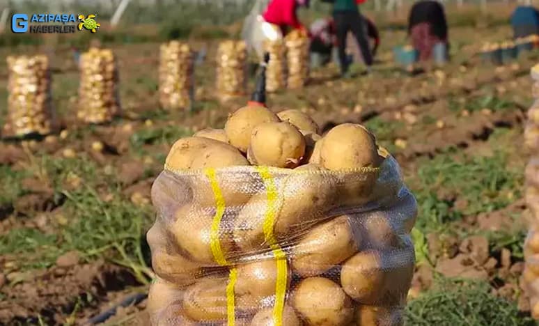 Patates Hangi İklimlerde Yetişir Ve Nasıl Yetiştirilir?