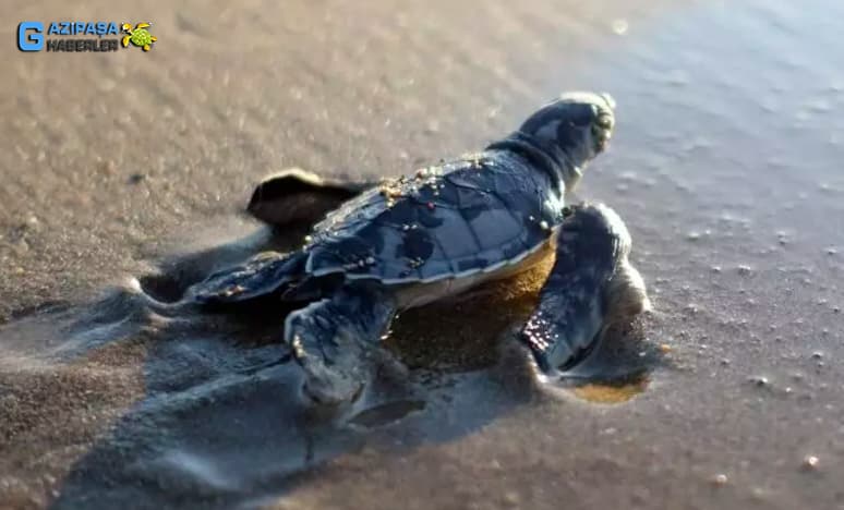  Caretta-Caretta Kaplumbağası Nedir? Gazipaşa İçin Önemi