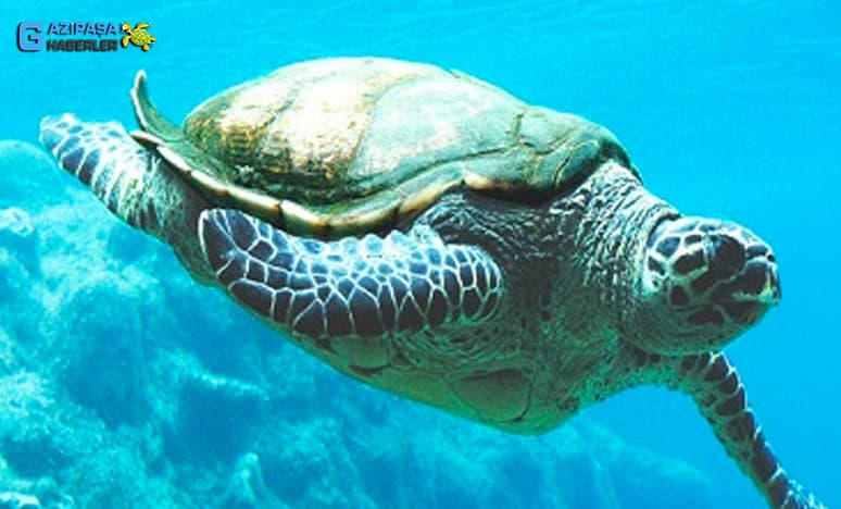  Caretta-Caretta Kaplumbağası Nedir? Gazipaşa İçin Önemi