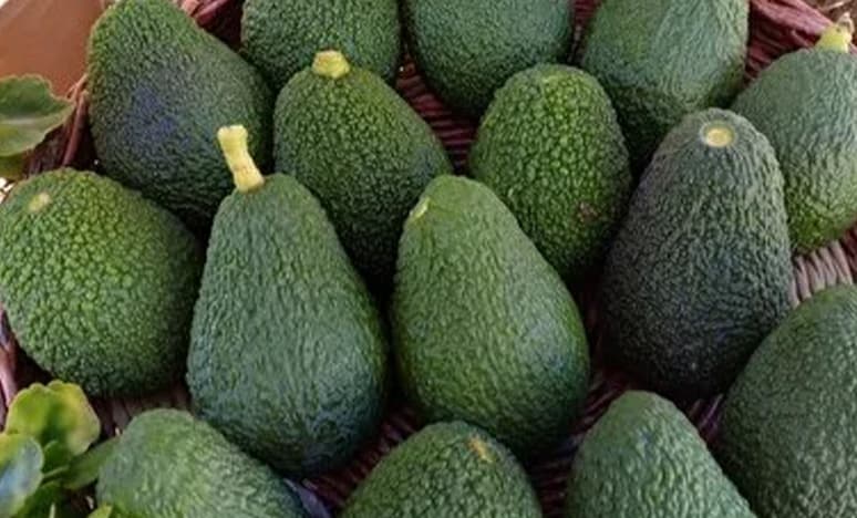 Gazipaşa Avokadosunda Erken Hasat Uyarısı