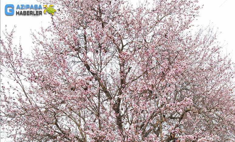 Gazipaşa'da Badem Ağaçları Çiçek Açtı...