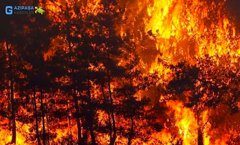 Orman Yangınlarının En Büyük Sebebleri Nelerdir? 