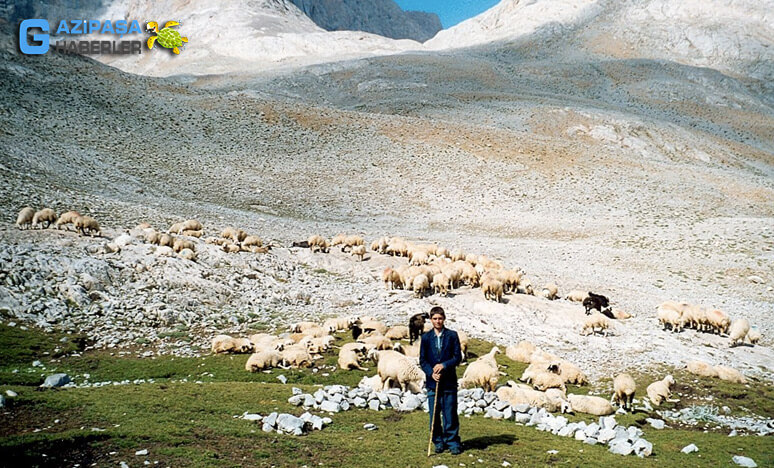 Anadoluda Yörüklerin Yerleşim Bölgeleri Nerelerdir?