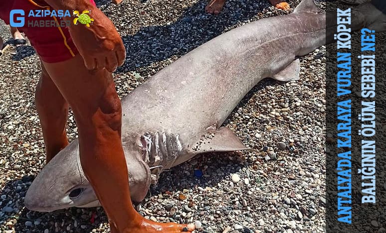 Antalya’da Karaya Vuran Köpek Balığının Ölüm Sebebi Ne?