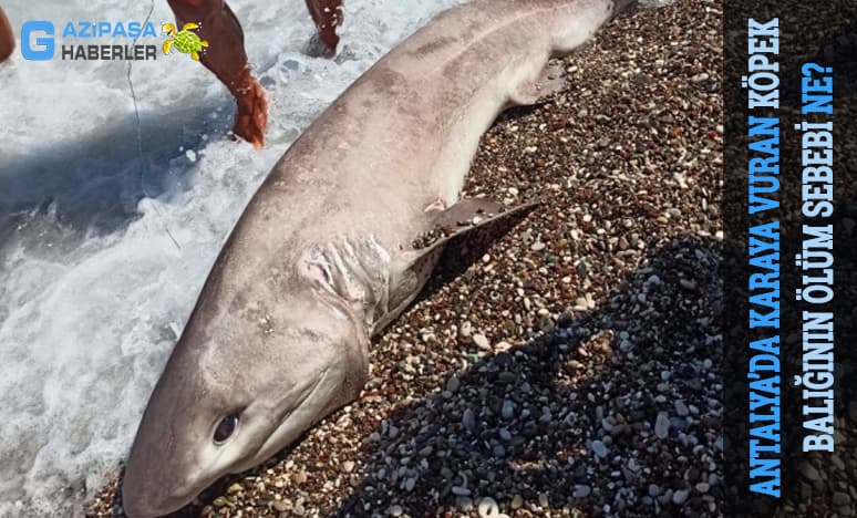 Antalya’da Karaya Vuran Köpek Balığının Ölüm Sebebi Ne?