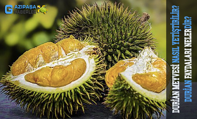 Durian Meyvesi Nasıl Yetiştirilir? Faydaları Nelerdir?