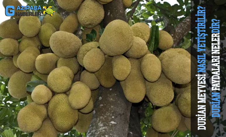 Durian Meyvesi Nasıl Yetiştirilir? Faydaları Nelerdir?