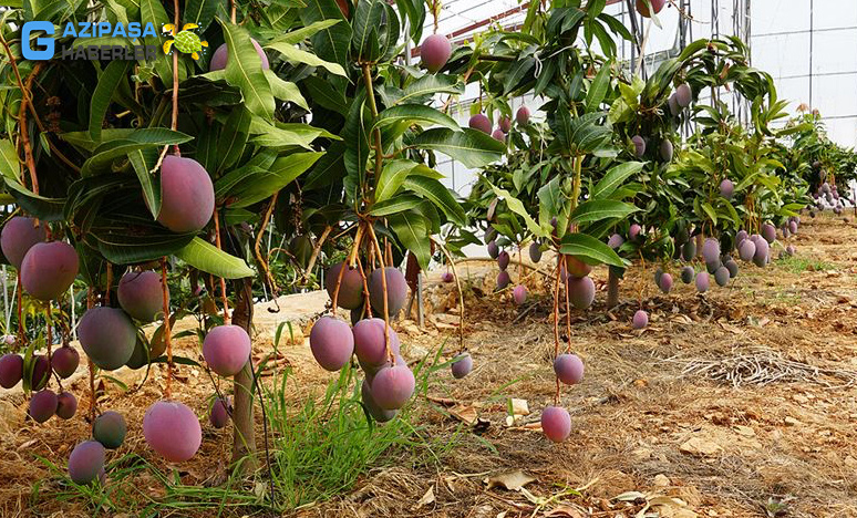 Gazipaşa'da Tropikal Meyve Ormanları Yapılabilir...