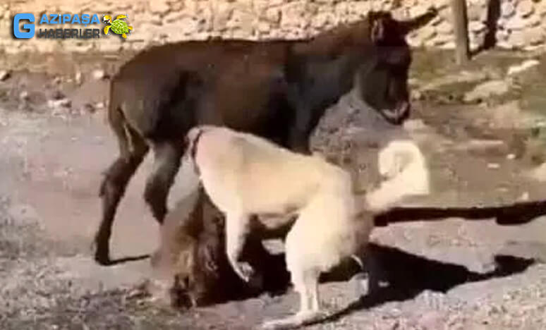 Kangal Köpeklerine Yavru Sıpayı Öldürttü !!!
