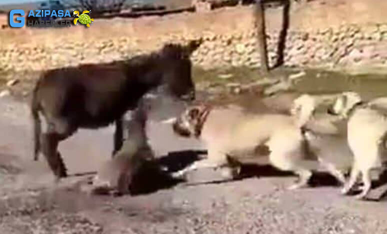 Kangal Köpeklerine Yavru Sıpayı Öldürttü !!!