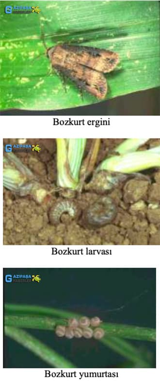 Sebzelerde Bozkurt