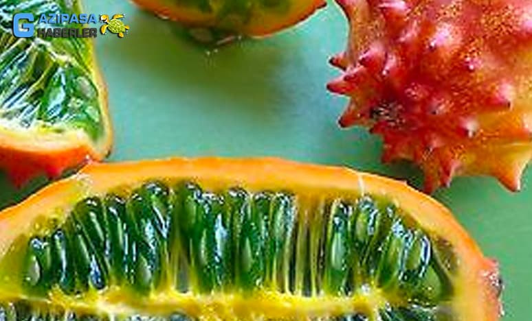 Gazipaşada Yetişen Tropikal Meyvelerden  African Cucumber "afrika salatalıgı"