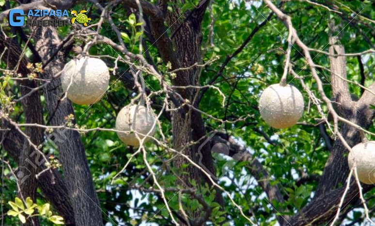 Gazipaşada Yetişen Tropikal Meyvelerden  Wood Apple "Ahşap elma"