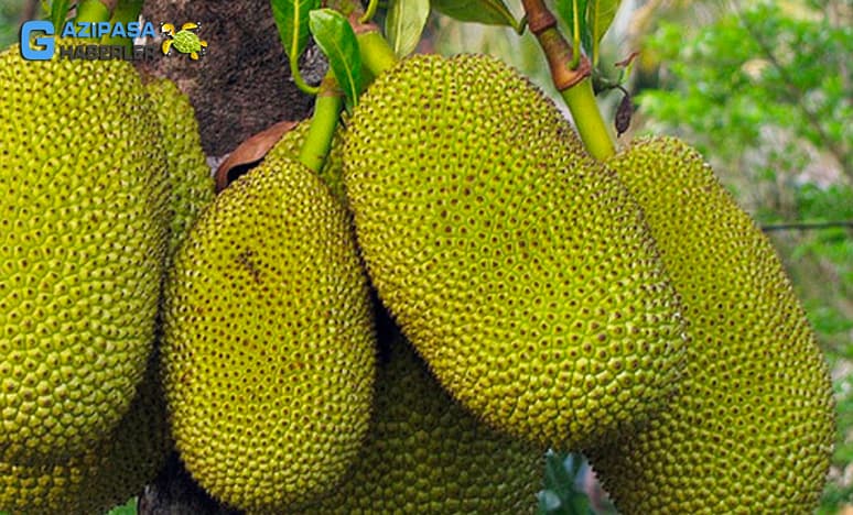 Gazipaşada Yetişen Tropikal Meyvelerden  Jack Fruit
