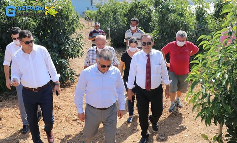 Türkiye’nin Tropikal Meyve Üretim Merkezi Gazipaşa